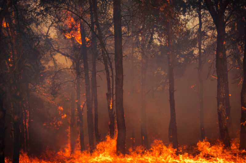 forest fire